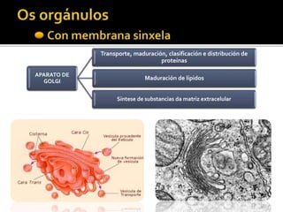 APARATO DE
GOLGI
Transporte, maduración, clasificación e distribución de
proteínas
Maduración de lípidos
Síntese de substancias da matriz extracelular
 