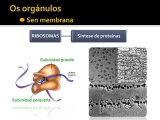 RIBOSOMAS Síntese de proteínas
 