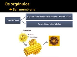 CENTRIOLOS
Separación de cromosomas durante a división celular
Formación de microtúbulos
 