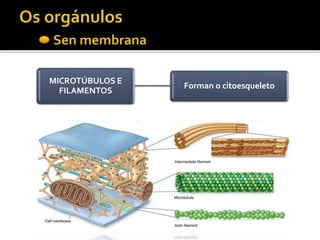 MICROTÚBULOS E
FILAMENTOS
Forman o citoesqueleto
 