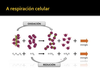 OXIDACIÓN
REDUCIÓN
 