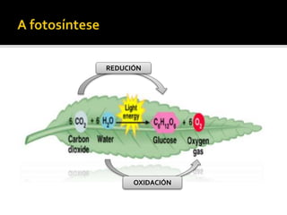 REDUCIÓN
OXIDACIÓN
 