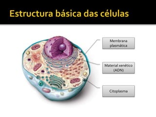 Membrana
plasmática
Citoplasma
Material xenético
(ADN)
 