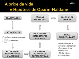 COACERVADOS
PROTOBIONTES
PROCARIOTAS
AUTÓTROFOS
FOTOSINTÉTICAS
PROCARIOTAS
HETERÓTROFOS
ANAEROBIOS
PROCARIOTAS
HETERÓTROFOS
AEROBIOS
CÉLULAS
EUCARIOTAS
COLONIAS DE
CÉLULAS
SERES
PLURICELULARES
-Especialización e
diferenciación celular
-Funcionamiento
coordinado
-Medio interno
(homeostase)
Vídeo
 