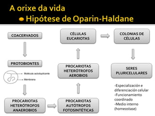 COACERVADOS
PROTOBIONTES
PROCARIOTAS
AUTÓTROFOS
FOTOSINTÉTICAS
PROCARIOTAS
HETERÓTROFOS
ANAEROBIOS
PROCARIOTAS
HETERÓTROFOS
AEROBIOS
CÉLULAS
EUCARIOTAS
COLONIAS DE
CÉLULAS
SERES
PLURICELULARES
-Especialización e
diferenciación celular
-Funcionamiento
coordinado
-Medio interno
(homeostase)
 