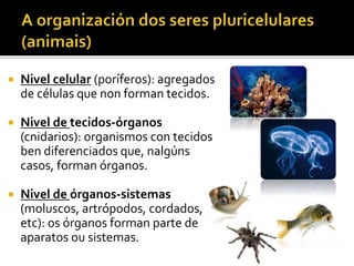  Nivel celular (poríferos): agregados
de células que non forman tecidos.
 Nivel de tecidos-órganos
(cnidarios): organismos con tecidos
ben diferenciados que, nalgúns
casos, forman órganos.
 Nivel de órganos-sistemas
(moluscos, artrópodos, cordados,
etc): os órganos forman parte de
aparatos ou sistemas.
 