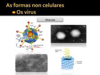 Virus nus
 