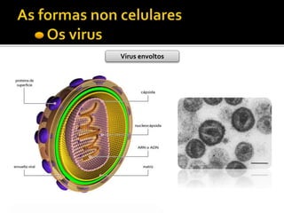 Virus envoltos
 