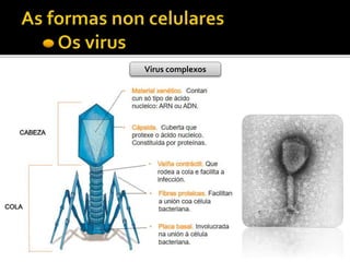 Virus complexos
 