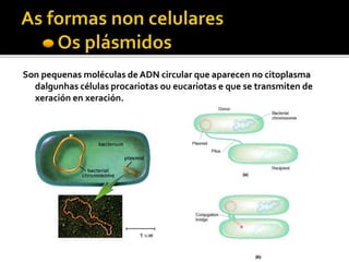 Son pequenas moléculas de ADN circular que aparecen no citoplasma
dalgunhas células procariotas ou eucariotas e que se transmiten de
xeración en xeración.
 