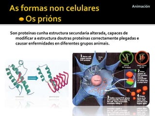 Son proteínas cunha estructura secundaria alterada, capaces de
modificar a estructura doutras proteínas correctamente plegadas e
causar enfermidades en diferentes grupos animais.
Animación
 
