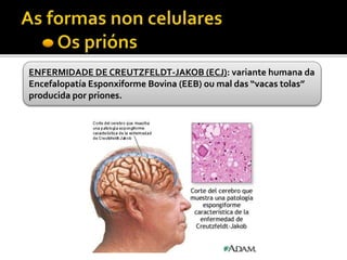 ENFERMIDADE DE CREUTZFELDT-JAKOB (ECJ): variante humana da
Encefalopatía Esponxiforme Bovina (EEB) ou mal das “vacas tolas”
producida por priones.
 
