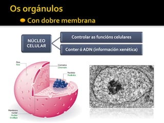 NÚCLEO
CELULAR
Controlar as funcións celulares
Conter ó ADN (información xenética)
 