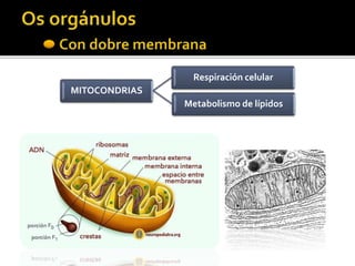 MITOCONDRIAS
Respiración celular
Metabolismo de lípidos
 