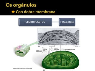 CLOROPLASTOS Fotosíntese
 