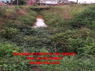 MATAGAL E ESGOTO A CÉU ABERTO
     RUA VALTER SHMIDT
      BAIRRO SÃO LUIZ
 