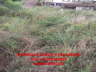 MATAGAL E ESGOTO A CÉU ABERTO
     RUA VALTER SHMIDT
      BAIRRO SÃO LUIZ
 