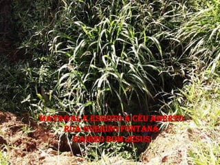 MATAGAL E ESGOTO A CÉU ABERTO
    RUA GUERINO FONTANA
      BAIRRO BOM JESUS
 