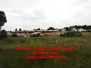 MATAGAL E ESGOTO A CÉU ABERTO
        AVENIDA LIONS
    BAIRRO SÃO CRISTOVÃO
 
