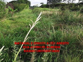 MATAGAL E ESGOTO A CÉU ABERTO
    RUA JUVINO DE ALMEIDA
    BAIRRO UNIVERSITÁRIO
 