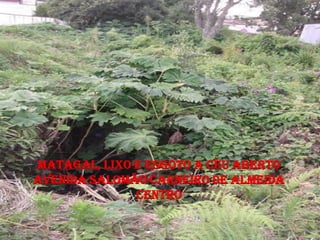 MATAGAL, LIXO E ESGOTO A CÉU ABERTO
AVENIDA SALOMÃO CARNEIRO DE ALMEIDA
              CENTRO
 