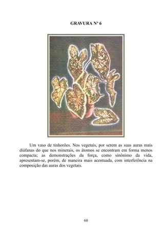 GRAVURA Nº 6




     Um vaso de tinhorões. Nos vegetais, por serem as suas auras mais
diáfanas do que nos minerais, os átomos se encontram em forma menos
compacta; as demonstrações da força, como sinônimo da vida,
apresentam-se, porém, de maneira mais acentuada, com interferência na
composição das auras dos vegetais.




                                 60
 