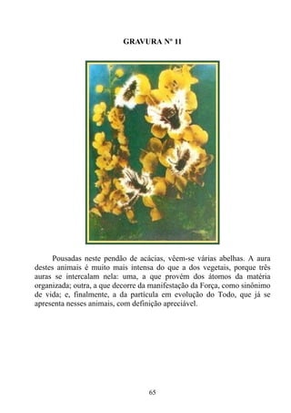 GRAVURA Nº 11




     Pousadas neste pendão de acácias, vêem-se várias abelhas. A aura
destes animais é muito mais intensa do que a dos vegetais, porque três
auras se intercalam nela: uma, a que provém dos átomos da matéria
organizada; outra, a que decorre da manifestação da Força, como sinônimo
de vida; e, finalmente, a da partícula em evolução do Todo, que já se
apresenta nesses animais, com definição apreciável.




                                  65
 