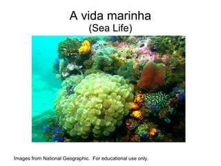 A vida marinha
                                (Sea Life)




Images from National Geographic. For educational use only.
 