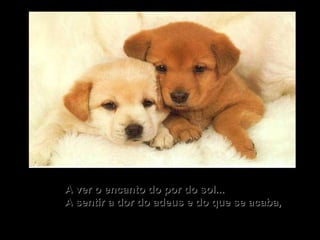 A ver o encanto do por do sol... A sentir a dor do adeus e do que se acaba, 