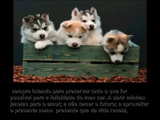   sempre lutando para preservar tudo o que for possível para a felicidade do meu ser. A abrir minhas janelas para o amor; a não temer o futuro; a aproveitar o presente como  presente que da vida recebi,   