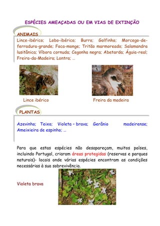 ESPÉCIES AMEAÇADAS OU EM VIAS DE EXTINÇÃO
ANIMAIS
Lince-ibérico; Lobo-ibérico; Burro; Golfinho; Morcego-deferradura-grande; Foca-monge; Tritão marmoreado; Salamandra
lusitânica; Víbora cornuda; Cegonha negra; Abetarda; Águia-real;
Freira-da-Madeira; Lontra; …

Lince ibérico

Freira da madeira

PLANTAS
Azevinho; Teixo; Violeta – brava;
Ameixieira de espinho; …

Gerânio

madeirense;

Para que estas espécies não desapareçam, muitos países,
incluindo Portugal, criaram áreas protegidas (reservas e parques
naturais)- locais onde várias espécies encontram as condições
necessárias à sua sobrevivência.

Violeta brava

 