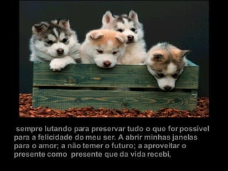   sempre lutando para preservar tudo o que for possível para a felicidade do meu ser. A abrir minhas janelas para o amor; a não temer o futuro; a aproveitar o presente como  presente que da vida recebi,   