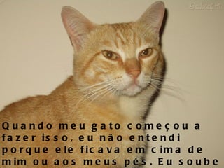 Quando meu gato começou a fazer isso, eu não entendi porque ele ficava em cima de mim ou aos meus pés. Eu soube depois que ele estava me protegendo.  