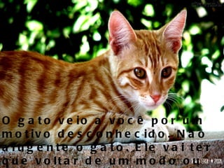 O gato veio a você por um motivo desconhecido. Não afugente o gato. Ele vai ter que voltar de um modo ou de outro para realizar esta tarefa.  
