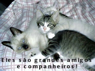 Eles são grandes amigos e companheiros! 