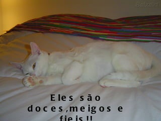 Eles são doces,meigos e fieis!! 