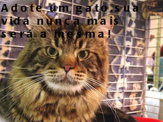 Adote um gato,sua vida nunca mais será a mesma! 