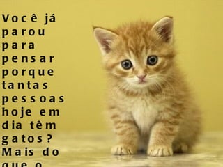 Você já parou para pensar porque tantas pessoas hoje em dia têm gatos? Mais do que o número de pessoas que tem cães?   