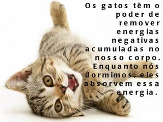 Os gatos têm o poder de remover energias negativas acumuladas no nosso corpo. Enquanto nós dormimos, eles absorvem essa energia.  