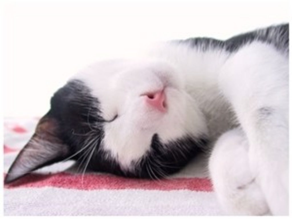 A vida secreta dos gatos