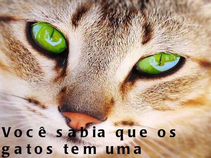 A vida secreta dos gatos