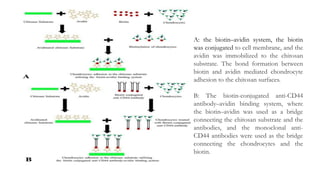 A: the biotin–avidin system, the biotin
was conjugated to cell membrane, and the
avidin was immobilized to the chitosan
substrate. The bond formation between
biotin and avidin mediated chondrocyte
adhesion to the chitosan surfaces.
B: The biotin-conjugated anti-CD44
antibody–avidin binding system, where
the biotin–avidin was used as a bridge
connecting the chitosan substrate and the
antibodies, and the monoclonal anti-
CD44 antibodies were used as the bridge
connecting the chondrocytes and the
biotin.
 