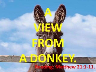 A
  VIEW
  FROM
A DONKEY.21:1-11.
   Reading: Matthew
 