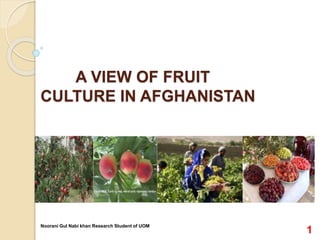 A VIEW OF FRUIT 
CULTURE IN AFGHANISTAN 
Noorani Gul Nabi khan Research Student of UOM 1 
 