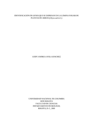 IDENTIFICACIÓN DE GENES QUE SE EXPRESAN EN LA LÁMINA FOLIAR DE
PLANTAS DE ARROZ (Oryza sativa L.)
LEIDY ANDREA AVILA SÁNCHEZ
UNIVERSIDAD NACIONAL DE COLOMBIA
SEDE BOGOTÁ
FACULTAD DE CIENCIAS
DEPARTAMENTO DE BIOLOGÍA
BOGOTÁ, D. C., 2010
 