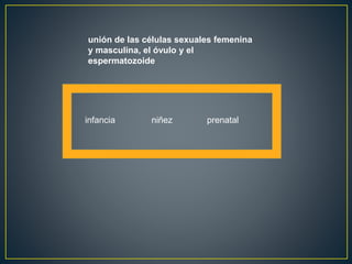 unión de las células sexuales femenina
y masculina, el óvulo y el
espermatozoide
prenatalniñezinfancia
 