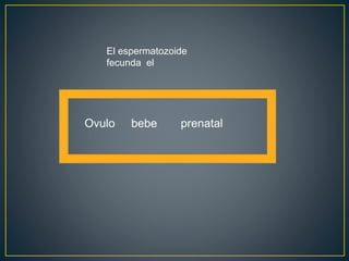El espermatozoide
fecunda el
Ovulo bebe prenatal
 
