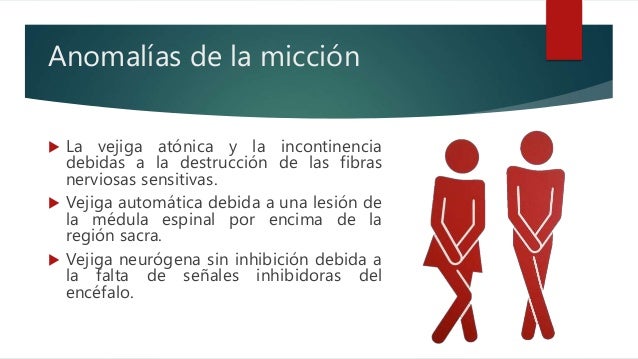 Resultado de imagen para La vejiga atónica y la incontinencia debidas a la destrucción de las fibras nerviosas sensitivas.