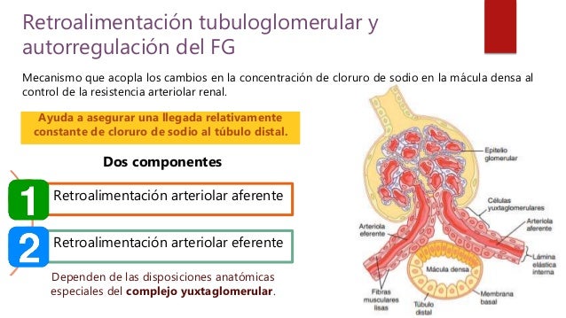 Resultado de imagen para Retroalimentación tubuloglomerular y autorregulación del FG