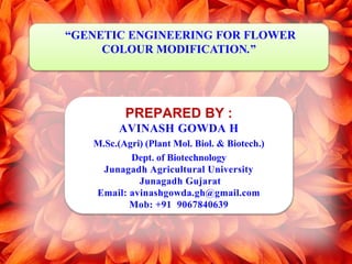 “GENETIC ENGINEERING FOR FLOWER
COLOUR MODIFICATION.”
PREPARED BY :
AVINASH GOWDA H
M.Sc.(Agri) (Plant Mol. Biol. & Biotech.)
Dept. of Biotechnology
Junagadh Agricultural University
Junagadh Gujarat
Email: avinashgowda.gh@gmail.com
Mob: +91 9067840639
 
